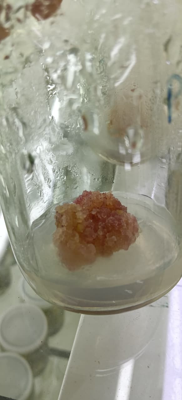 Plant callus culture